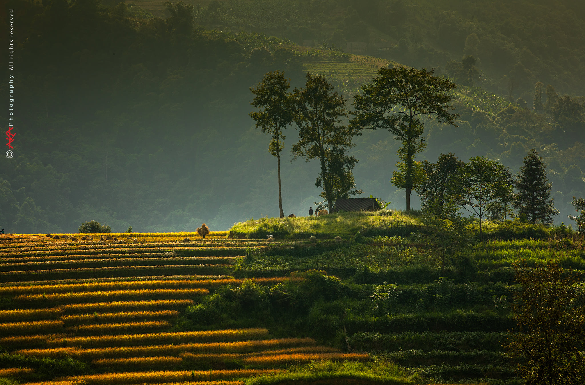 soi cầu Bình Dương