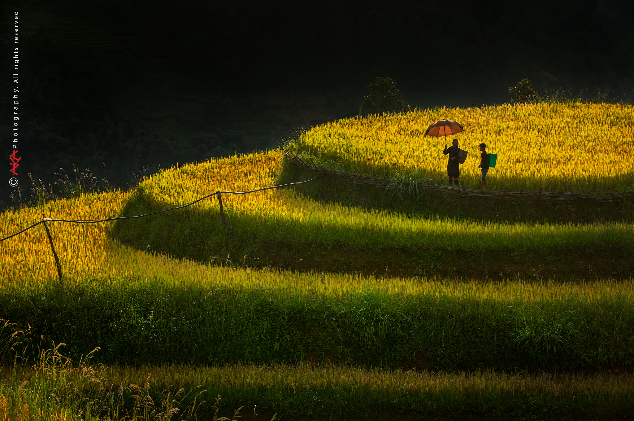 soi cầu Vĩnh Long