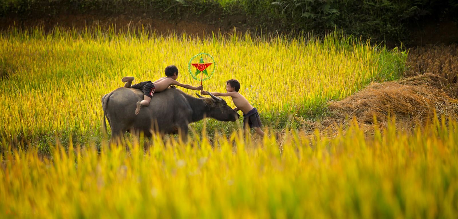 soi cầu Gia Lai